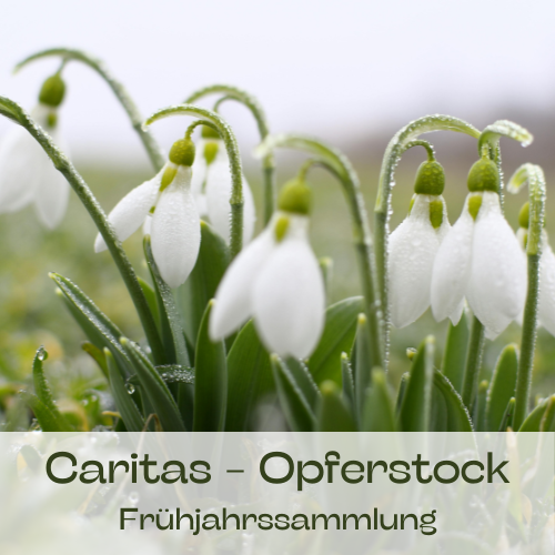 2026_caritas.png  